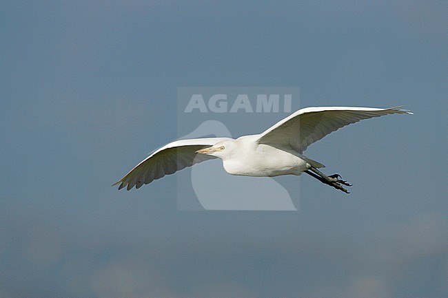 Koereiger in vlucht, Cattle Egret in flight stock-image by Agami/Daniele Occhiato,