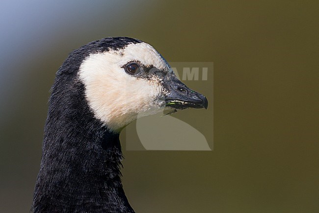 Portret van een Brandgans; Portrait from a Barnacle Goose stock-image by Agami/Ralph Martin,