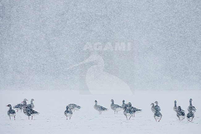 Grauwe Gans groep staand in sneeuw; Grey-lag Goose group perched in snow stock-image by Agami/Menno van Duijn,