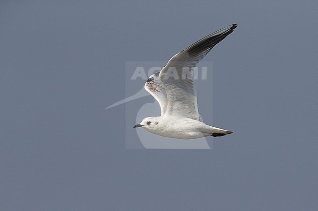 Onvolwassen Saunders' Meeuw in vlucht; Immature Saunders's Gull in flight stock-image by Agami/Daniele Occhiato,