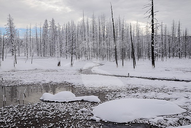 Marshes Lower Geyser Basin Yellowstone stock-image by Agami/Rob Riemer,