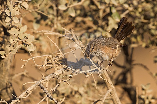 Streaked Scrub-warbler - Wüstenprinie - Scotocerca inquieta ssp. inquieta, Oman stock-image by Agami/Ralph Martin,