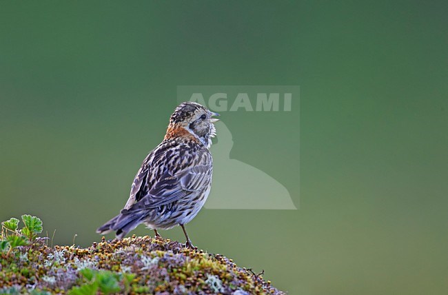 Volwassen mannetje IJsgors in broedgebied; Adult male Lapland Longspur at breeding site stock-image by Agami/Markus Varesvuo,