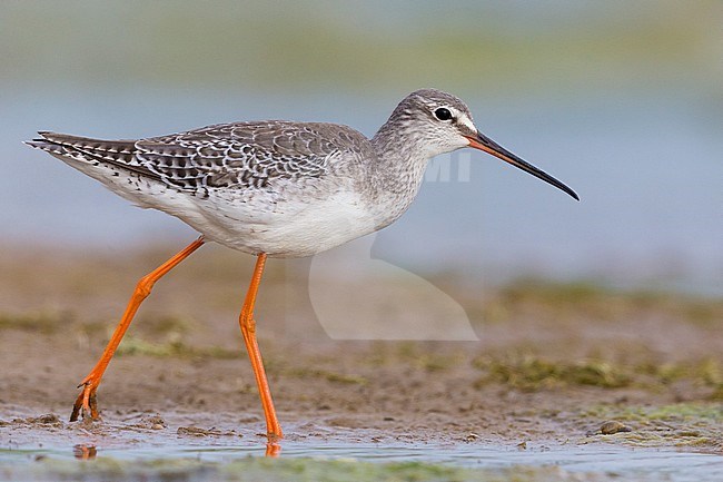 Spotted Redshank (Tringa erythropus), adult in winter plumage walking on the mud, Campania, Italy stock-image by Agami/Saverio Gatto,