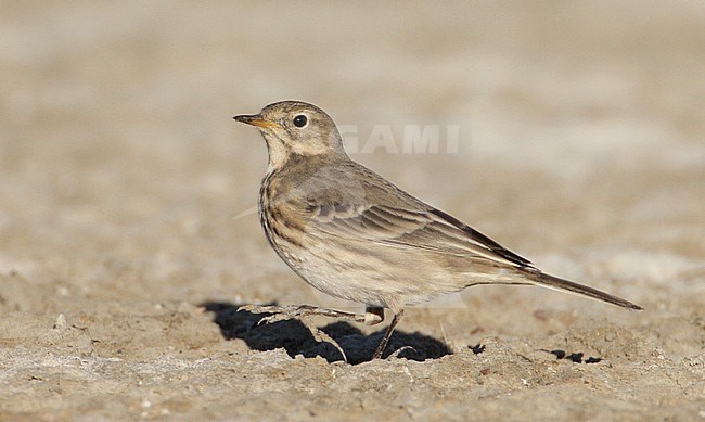 Winterkleed Amerikaanse Waterpieper, Non-breeding Buff-bellied Pipit stock-image by Agami/Mike Danzenbaker,