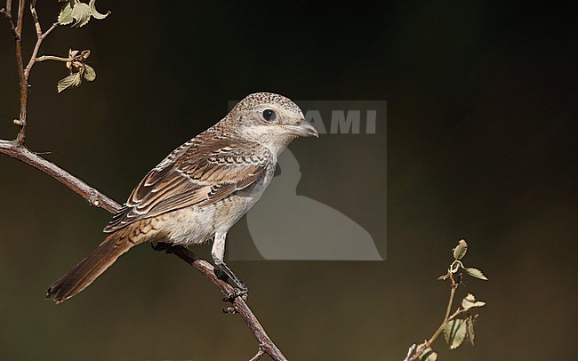 Woodchat Shrike, Lanius senator senator, juvenile at Castilla-La Mancha, Spain stock-image by Agami/Helge Sorensen,