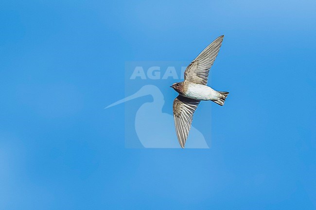 First-winter American Cliff Swallow, Petrochelidon pyrrhonota pyrrhonota) flying over the High Fields, Corvo, Azores, Portugal. stock-image by Agami/Vincent Legrand,