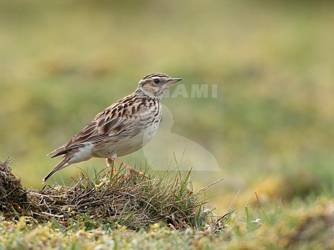 Boomleeuwerik zittend op de grond; Wood Lark perched on the ground stock-image by Agami/Ran Schols,