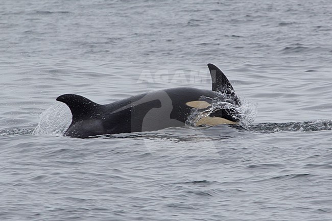 Twee Orka's, Two Killer whales stock-image by Agami/Martijn Verdoes,