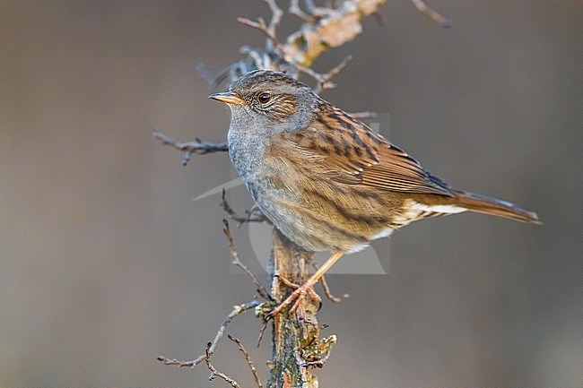 Dunnock (Prunella modularis) perched on a branch with brown bachground stock-image by Agami/Daniele Occhiato,