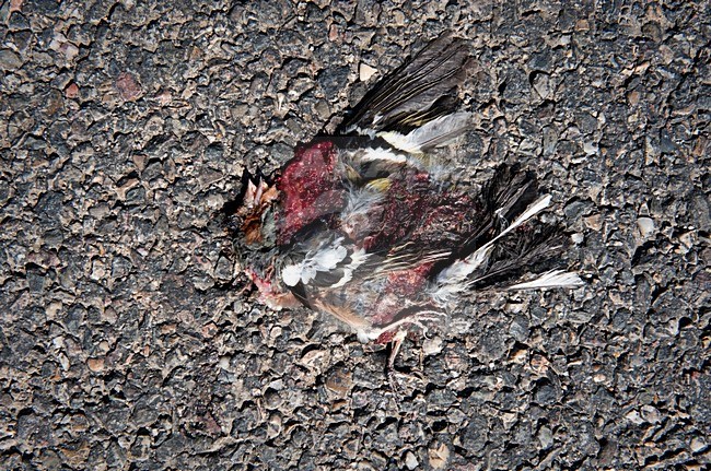 Vink doodgereden, Common Chaffinch roadkill stock-image by Agami/Marten van Dijl,