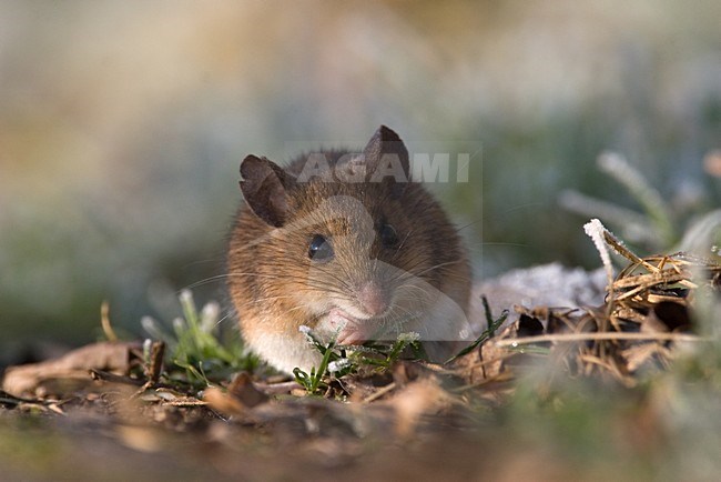 Foeragerende Bosmuis; Foraging Wood Mouse stock-image by Agami/Harvey van Diek,
