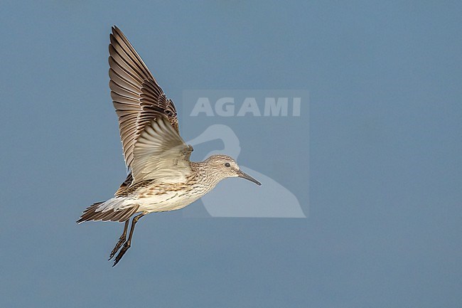 Adult breeding
Galveston Co., TX
May 2023 stock-image by Agami/Brian E Small,