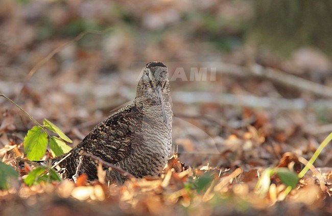 Houtsnip zittend tussen bladeren; Woodcock perched between leaves stock-image by Agami/Reint Jakob Schut,