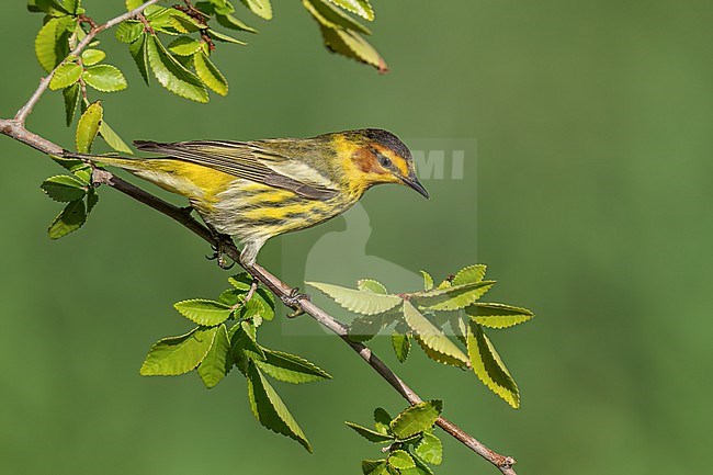 Adult male
Galveston Co., TX
April 2022 stock-image by Agami/Brian E Small,