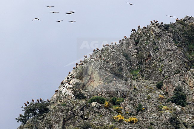 Vale Gieren, Griffon Vultures stock-image by Agami/Jacques van der Neut,