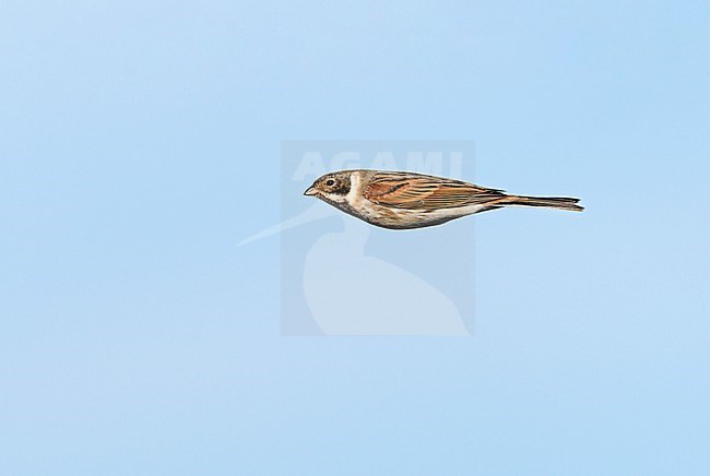 Male Common Reed Bunting (Emberiza schoeniclus) flying, migrating in blue sky in sideview stock-image by Agami/Ran Schols,