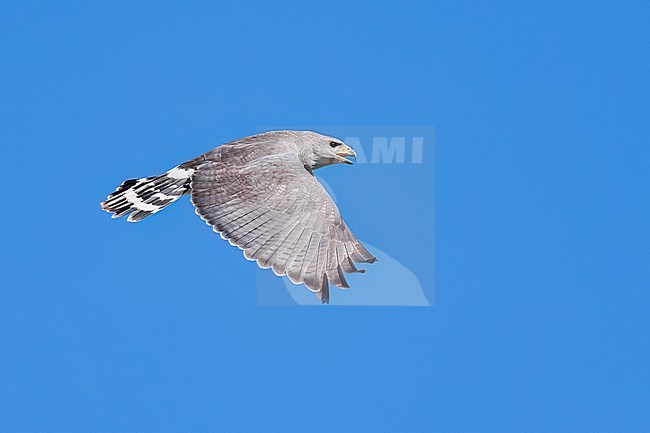 Adult 
Pima Co., AZ
April 2024 stock-image by Agami/Brian E Small,