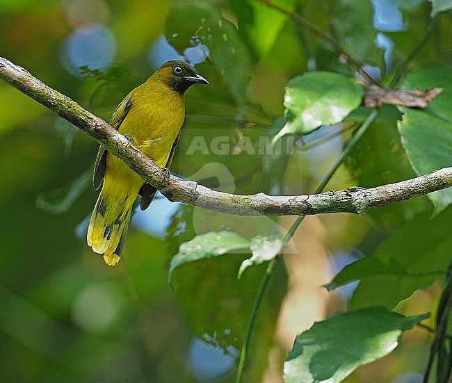 Andaman bulbul (Brachypodius fuscoflavescens) on the Andaman islands off India. stock-image by Agami/James Eaton,