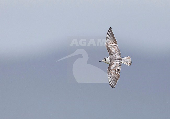 Second calendar year White-winged Tern (Chlidonias leucopterus) in flight in Mongolia. stock-image by Agami/Mathias Putze,