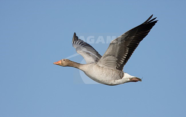 Vliegende Grauwe Gans in blauwe lucht; Flying Greylag Goose against blue sky. stock-image by Agami/Ran Schols,