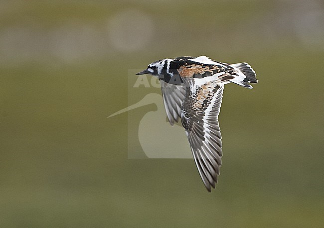 Karikukko (Arenaria interpress) Turnstone, heinakuu / July 2006, Varanger, Norway stock-image by Agami/Jari Peltomäki,