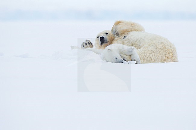 IJsbeer vrouw met jongen; Polar Bear mother with cubs stock-image by Agami/Pieter-Jan D'Hondt ,