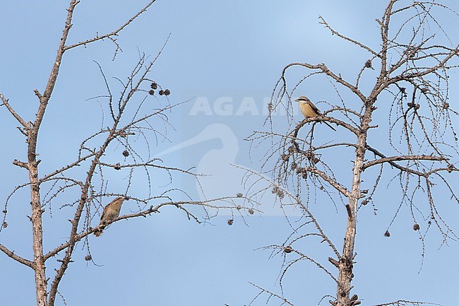 Brown Shrike, Lanius cristatus ssp. cristatus, Russia, adult male with Wryneck stock-image by Agami/Ralph Martin,