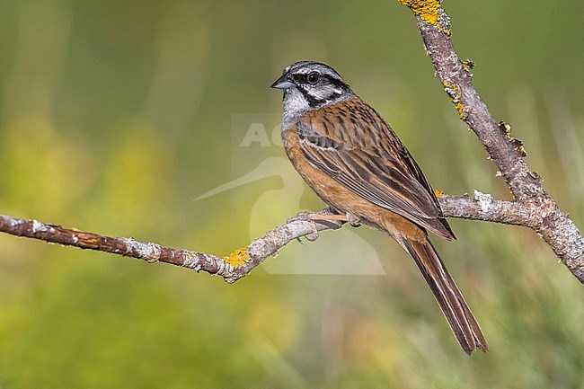 Volwassen mannetje Grijze Gors; Adult male Rock Bunting stock-image by Agami/Daniele Occhiato,