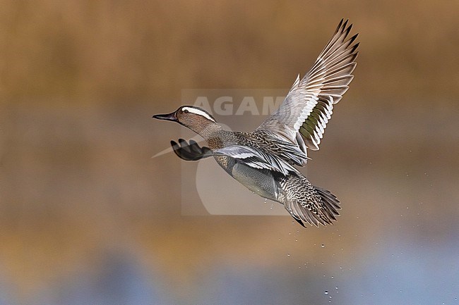 Male Garganey (Spatula querquedula) in Italy. stock-image by Agami/Daniele Occhiato,