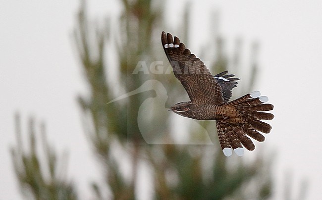 European Nightjar (Caprimulgus europaeus) in flight at Melby Overdrev, Denmark stock-image by Agami/Helge Sorensen,