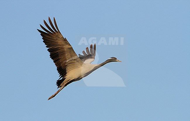 Jufferkraanvogel in vlucht; Demoiselle Crane (Anthropoides virgo) in flight stock-image by Agami/James Eaton,