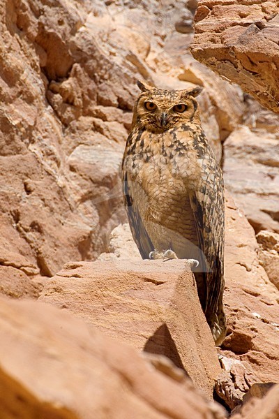 Woestijnoehoe zittend op rotsrichel; Pharao Eagle-Owl perched on a ledge stock-image by Agami/Daniele Occhiato,