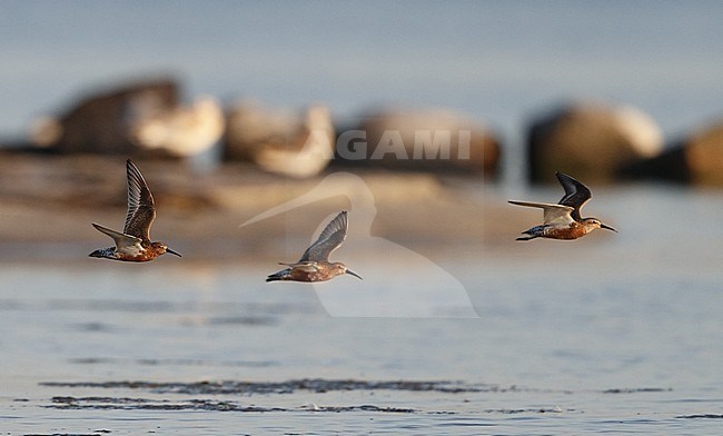 Three adult Curlew Sandpipers (Calidris ferruginea) in flight over the beach at Niva in Denmark. stock-image by Agami/Helge Sorensen,