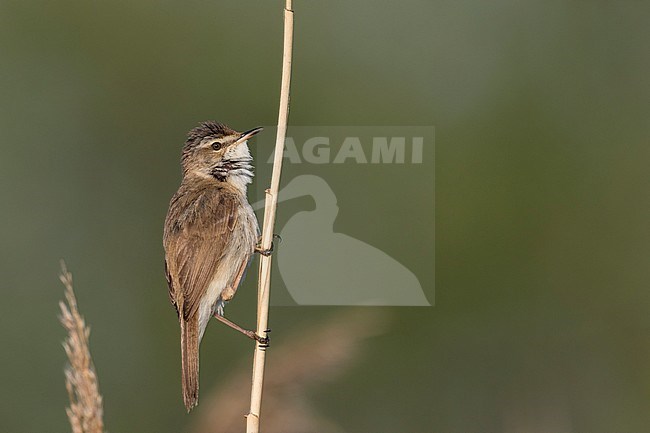 Paddyfield Warbler - Feldrohrsänger - Acrocephalus agricola ssp. septimus, Russia (Ural) stock-image by Agami/Ralph Martin,