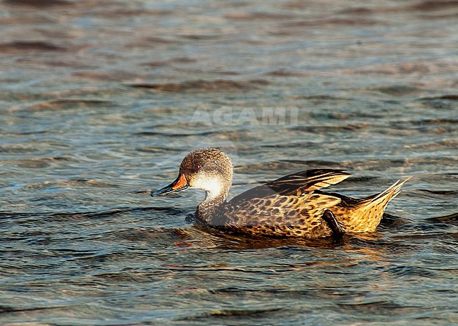 White-cheeked or Galapagos Pintail (Anas bahamensis) stock-image by Agami/Roy de Haas,