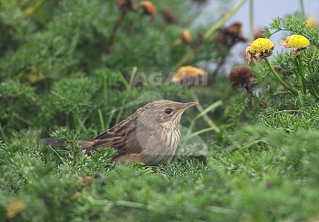 First-winter Lanceolated Warbler (Locustella lanceolata) on the Shetland Islands. stock-image by Agami/Hugh Harrop,