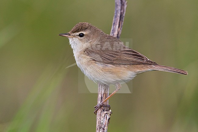 Kleine Spotvogel, Booted Warbler stock-image by Agami/Daniele Occhiato,