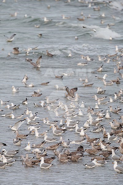 Feeding frenzy of mainlly European Herring Gulls (Larus argentatus) on the beach of Neeltje Jans in Zeeland, Netherlands. stock-image by Agami/Arnold Meijer,