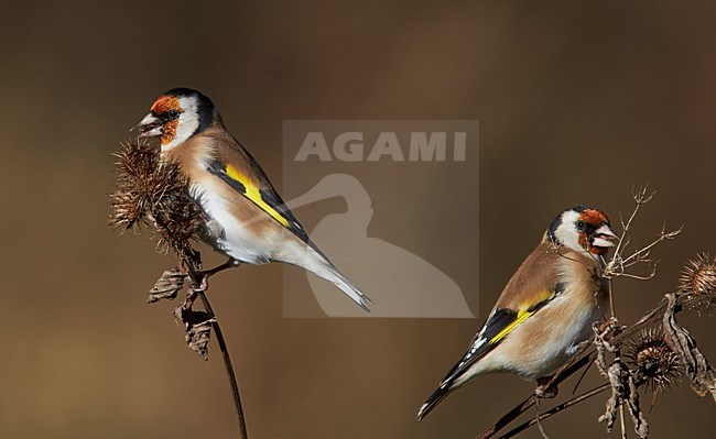 Putters foeragerend; European Goldfinches foraging stock-image by Agami/Markus Varesvuo,