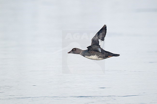 Female Common Goldeneye (Bucephala clangula) in flight over inland lake in the Netherlands. stock-image by Agami/Ran Schols,