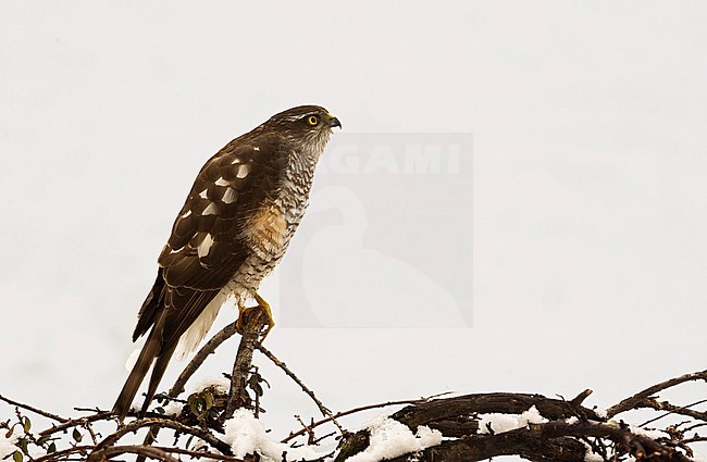 Eurasian sparrowhawk; Sperwer stock-image by Agami/Alain Ghignone,