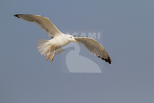 Steppe Gull - Barabamöwe - Larus barabensis, Oman, adult stock-image by Agami/Ralph Martin,