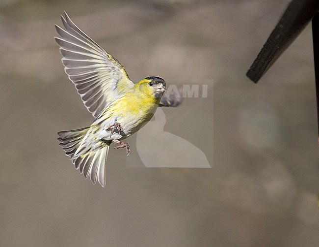 Male Eurasian Siskin (Carduelis spinus) in flight near a backyard feeding station in southern Finland. Landing at the feeder. stock-image by Agami/Arto Juvonen,