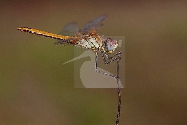 Imago Zwervende heidelibel; Adult Red-veined Darter; stock-image by Agami/Fazal Sardar,