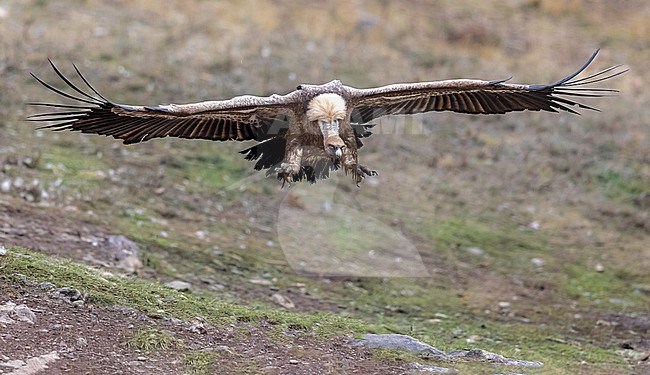 Griffon Vulture starts landing in front of photographer stock-image by Agami/Onno Wildschut,