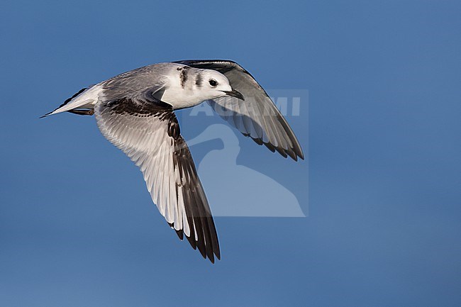 Black-legged Kittiwake, Rissa tridactyla, wintering in Italy. stock-image by Agami/Daniele Occhiato,