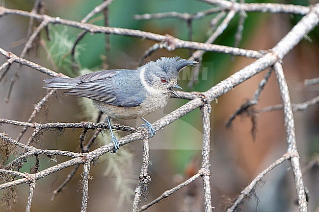 Grey-crested tit (Lophophanes dichrous) in Northeast India. stock-image by Agami/Dani Lopez-Velasco,