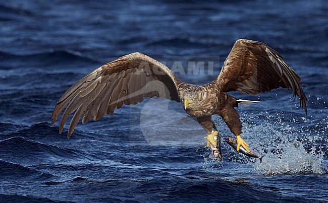 Zeearend met vis, White-tailed Eagle with fish stock-image by Agami/Markus Varesvuo,