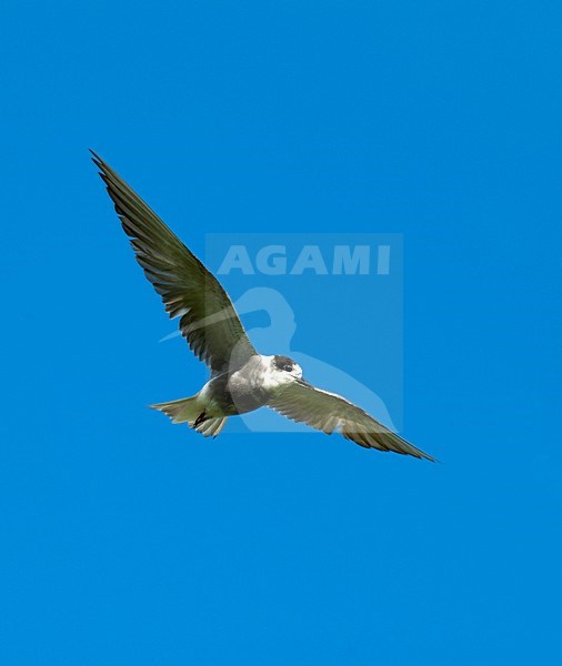 Zwarte Stern in vlucht; Black Tern in flight stock-image by Agami/Roy de Haas,